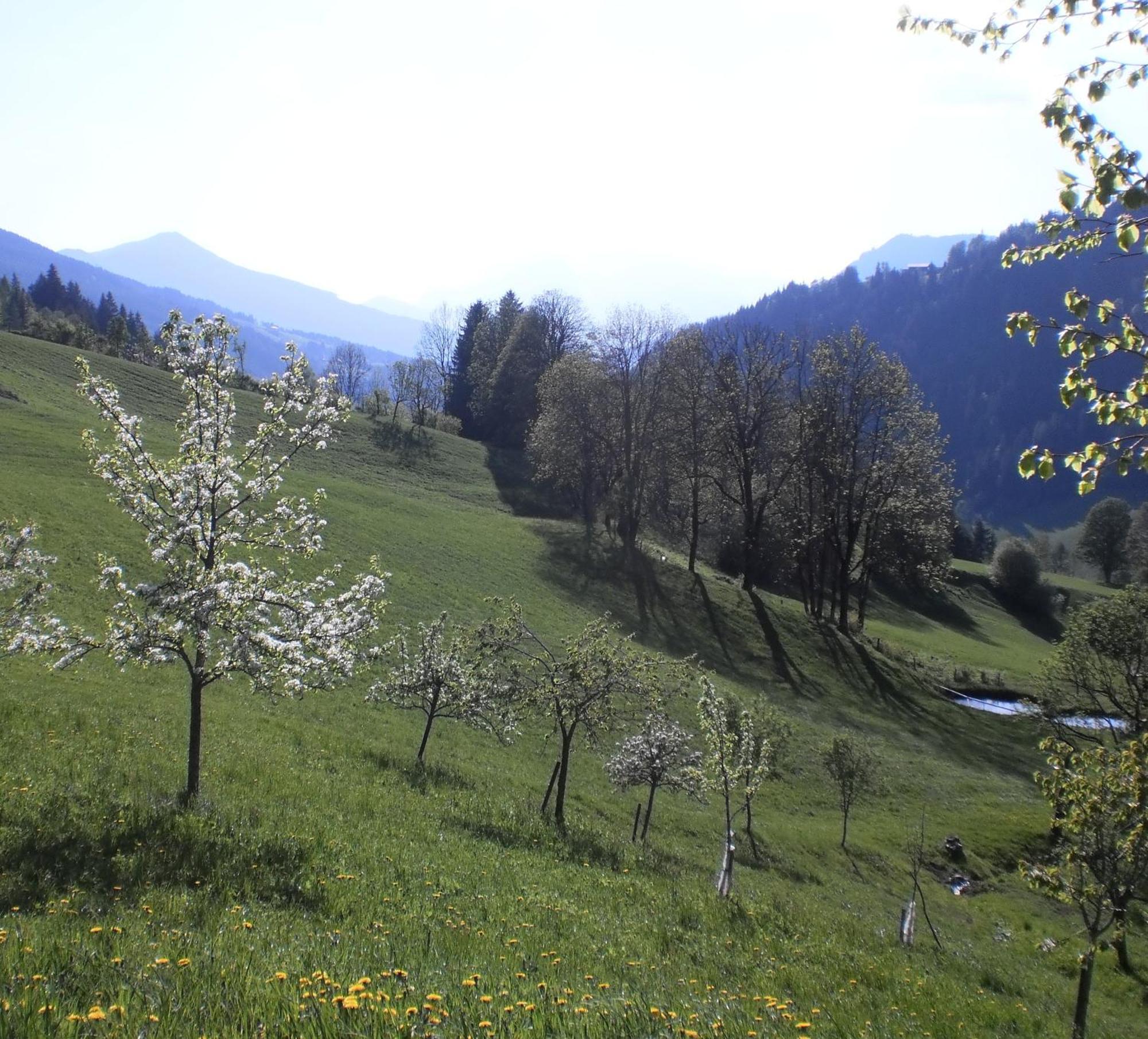 Bio-Bauernhof Nichlgut Villa Eben Im Pongau Buitenkant foto